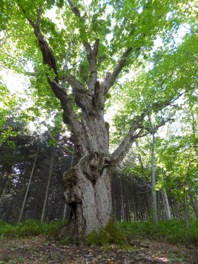 ミズナラの巨木（双葉のミズナラ） - 北海道の観光情報ならデジタル