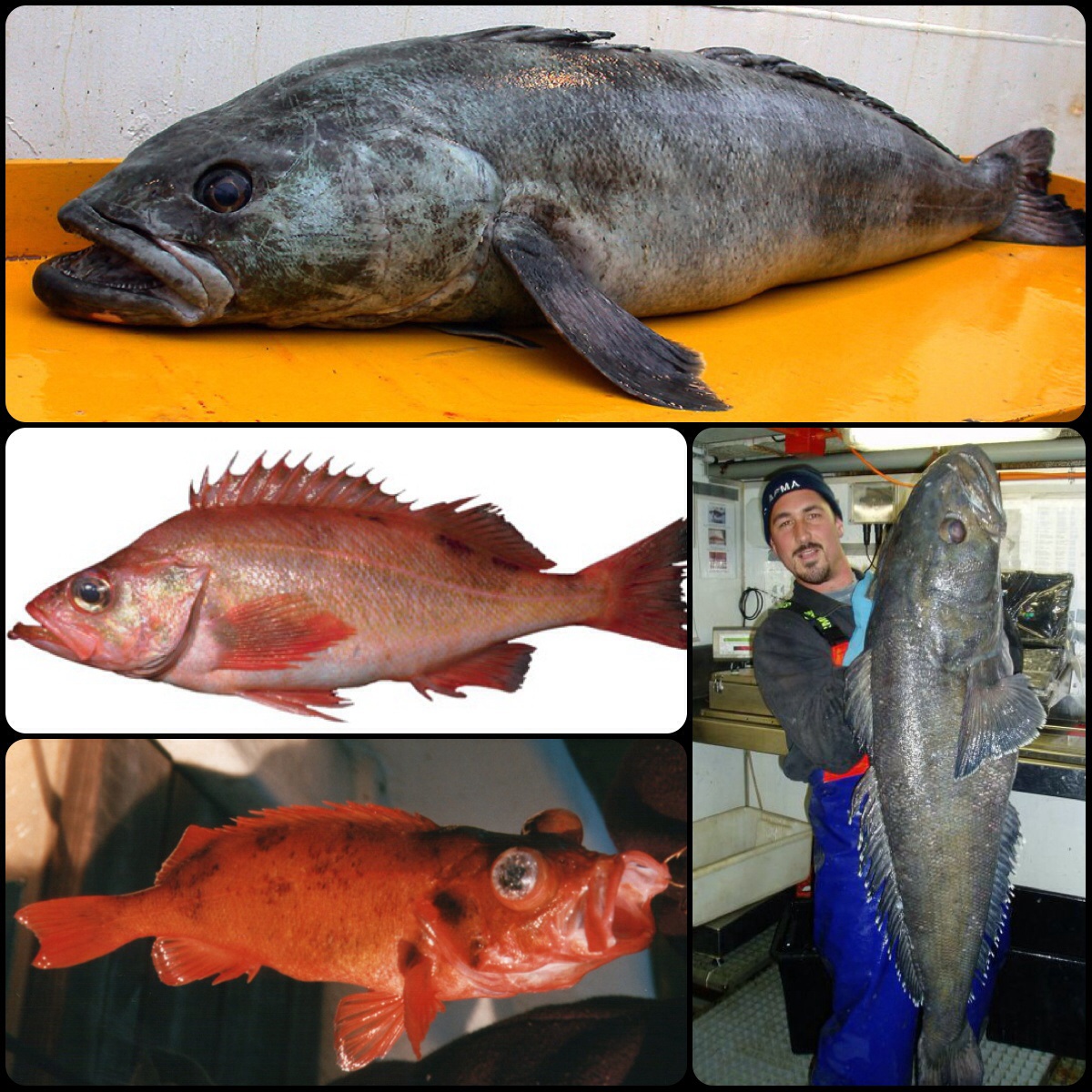 銅と銀の関節魚 ( 1940’s ) 魚図版 キュヴィエ動物界門徒版 手彩色銅版画 6 | SAKANA BOOKS オンライン