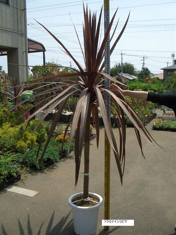 コルディリネ．オーストラリス(ドラセナ,ニオイシュロラン） | みずほ