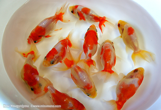 第6回 桜金魚｜金魚のイロハ｜｜﻿熱帯魚のことなら『みずものコム』