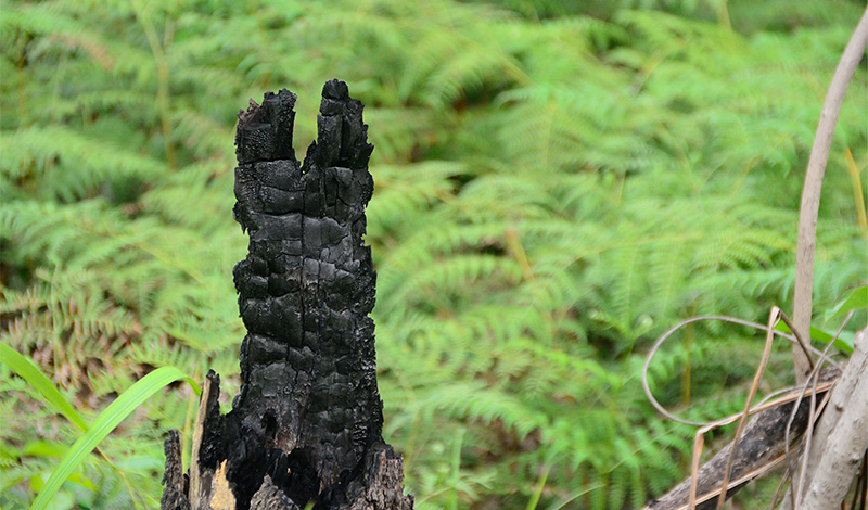 森の人」を通して見つめる、森林そして社会の現状