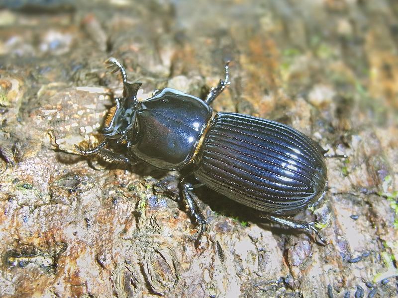 7-868 ｵﾆﾂﾉｸﾛﾂﾔﾑｼ