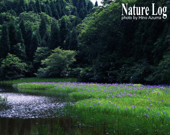 植物記416【カキツバタ】