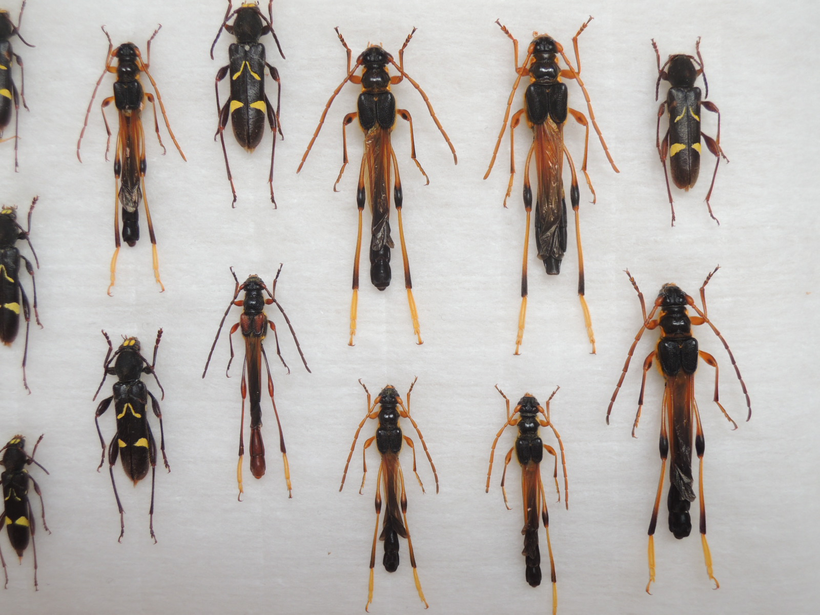 オニホソコバネカミキリ屋久島亜種 のアーカイブ