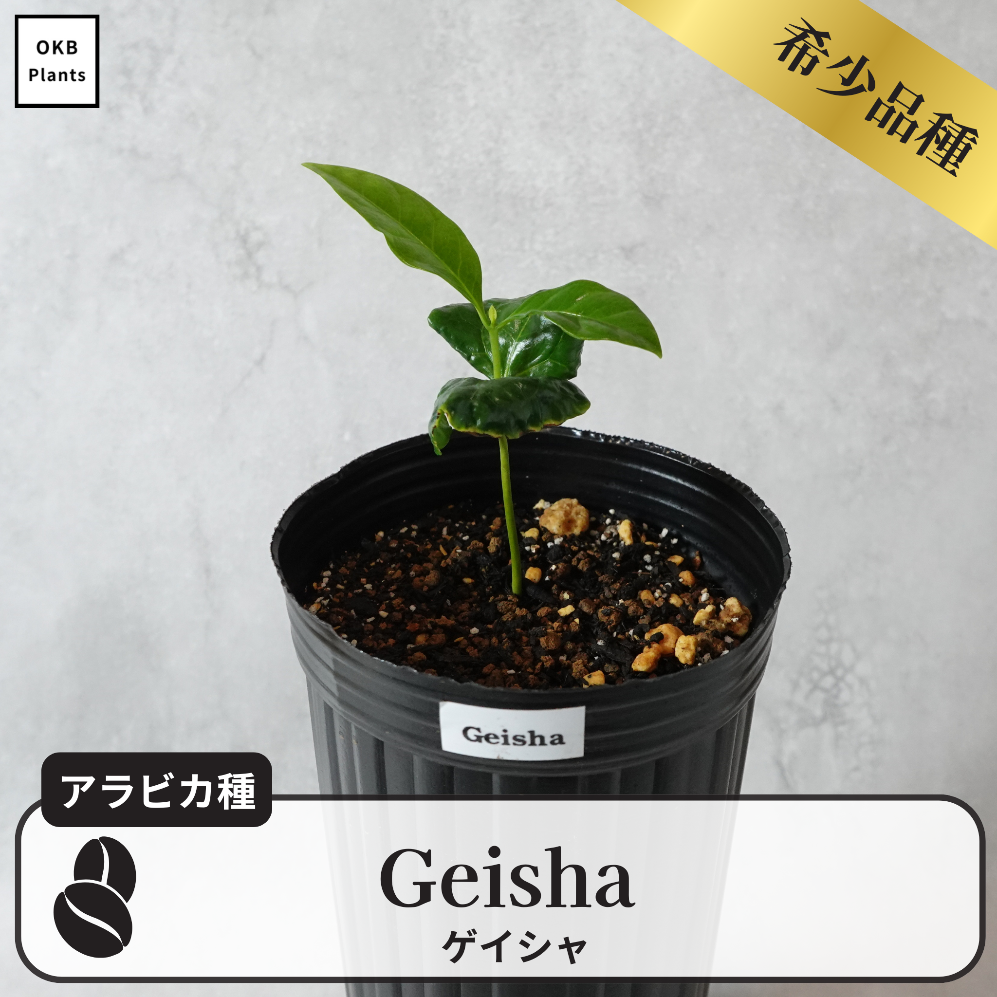 ゲイシャ品種(アラビカ種) コーヒーの木 – OKB Plants