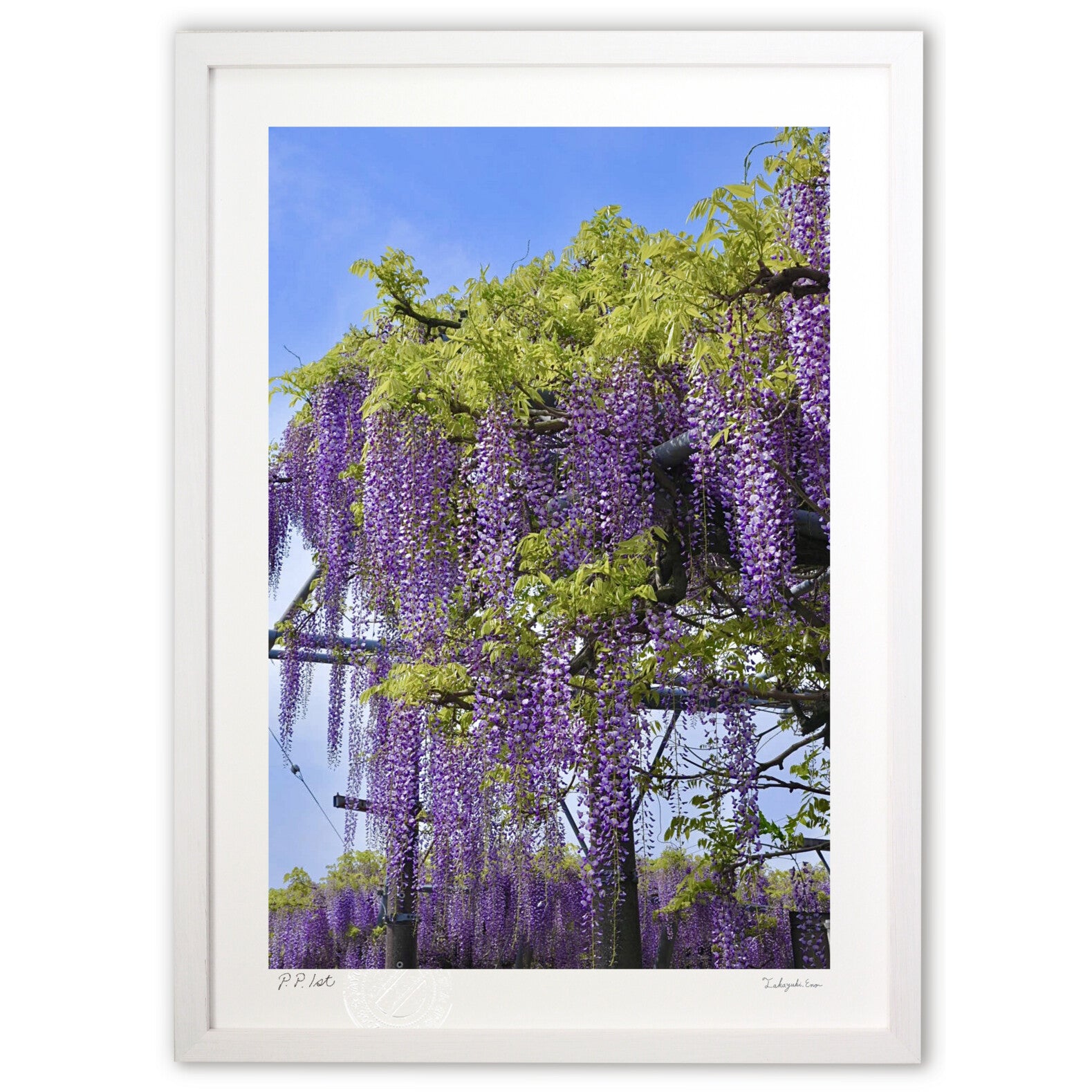 藤の花 – 絵画や壁飾り販売｜風景投稿販売あゆわら(R)