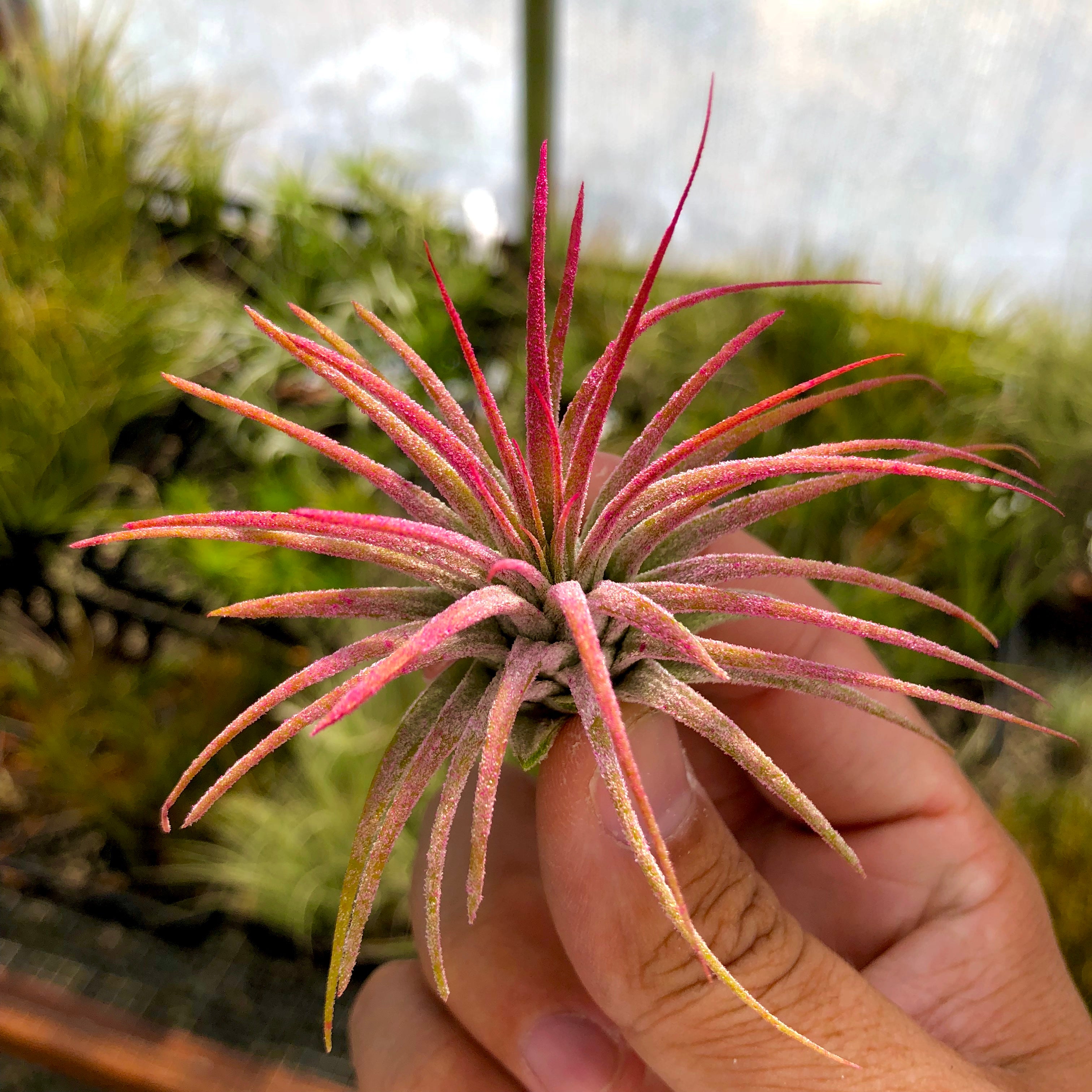 Ionantha Pink – Air Plant Hub