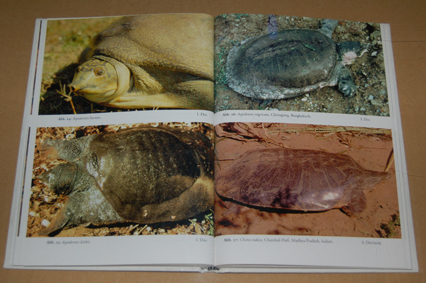 動植物関連書籍 ＞ 爬虫類 ＞ カメ ＞ 国・地域別カメ ＞ インド亜大陸