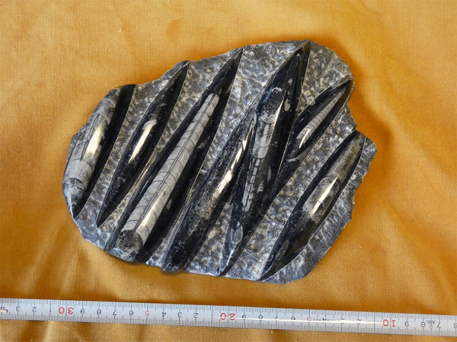 コレクション（化石）｜アートモルフォ -Art Morpho-