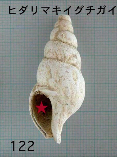 巻貝/ソフト型大の貝/詳細ページ