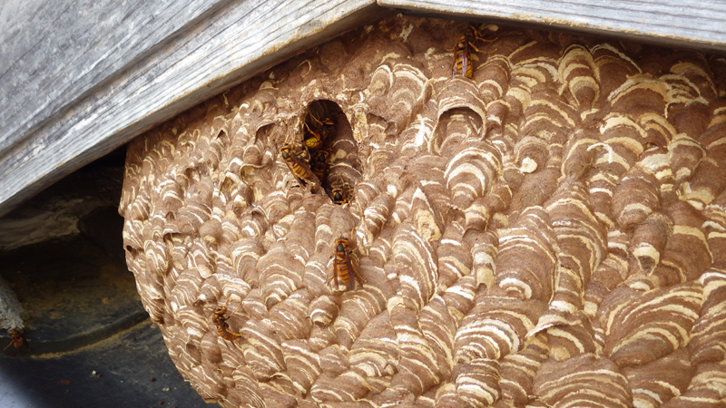 大きな黄色スズメバチの巣 | 大和ミツバチ研究所