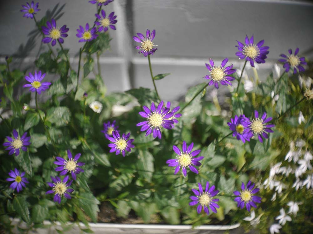 Cine Lens Gallery: Bell&Howell Super Comat 1inch f1.9 （ Cマウント ）