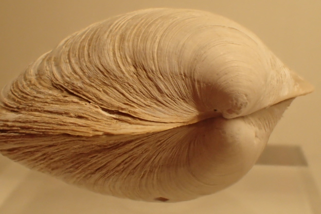 No.78 Anodontia stearnsiana イセシラガイ | 週末博物館