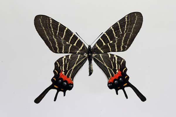 シボリアゲハ属の蝶 | naoggio写真日記