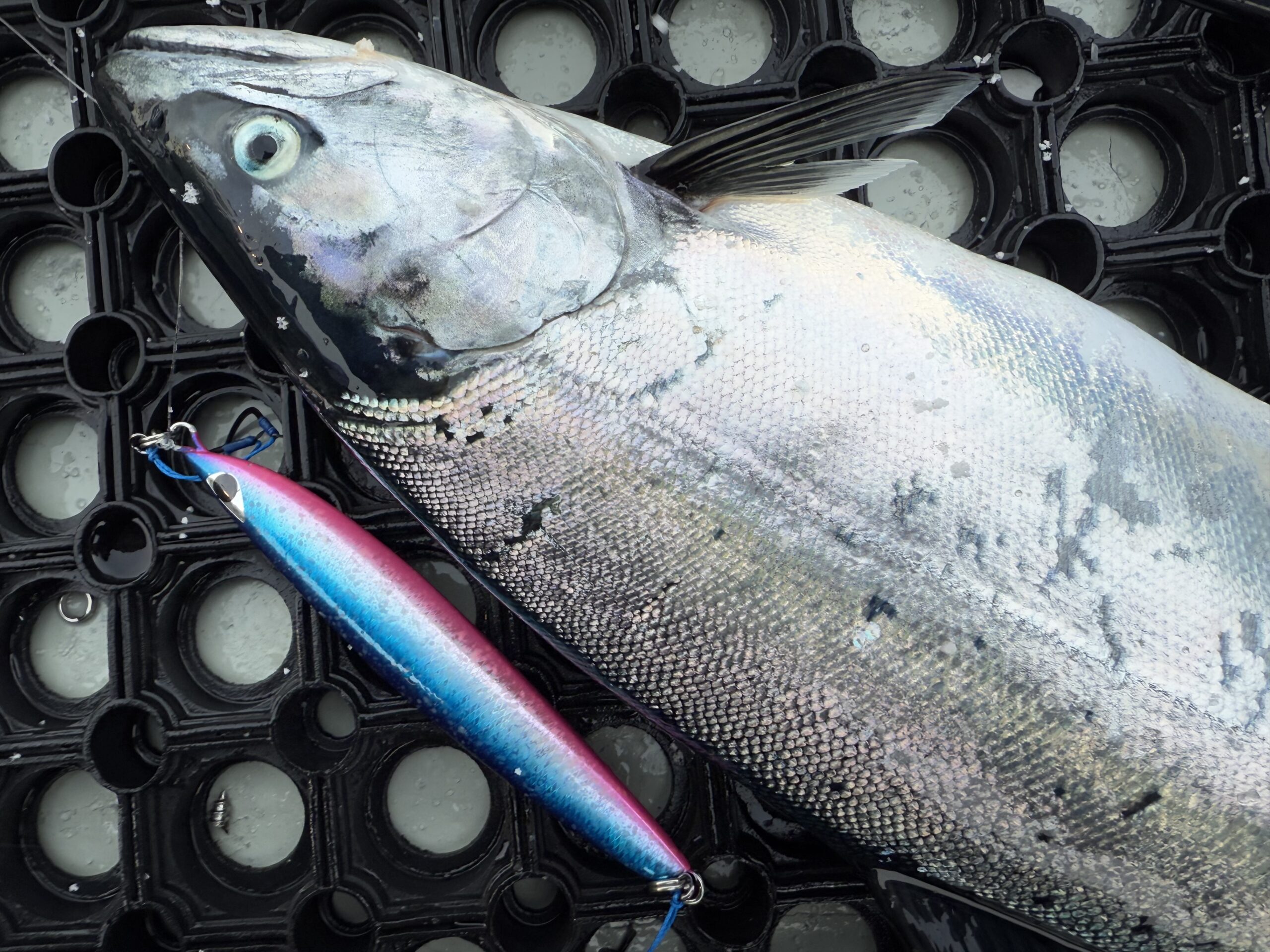 羅臼サクラマスジギング】今季最初の羅臼サクラマスジギング釣行