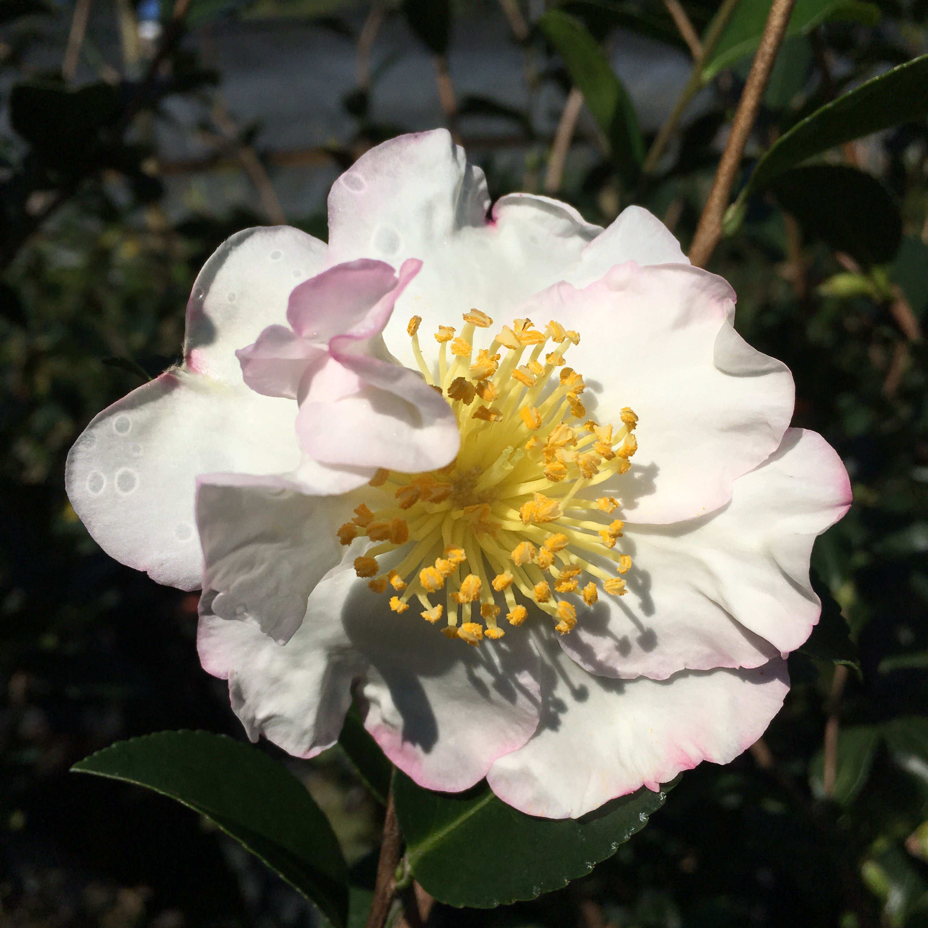 Camellia sasanqua 'Setsugekka' – Camellia Forest Nursery