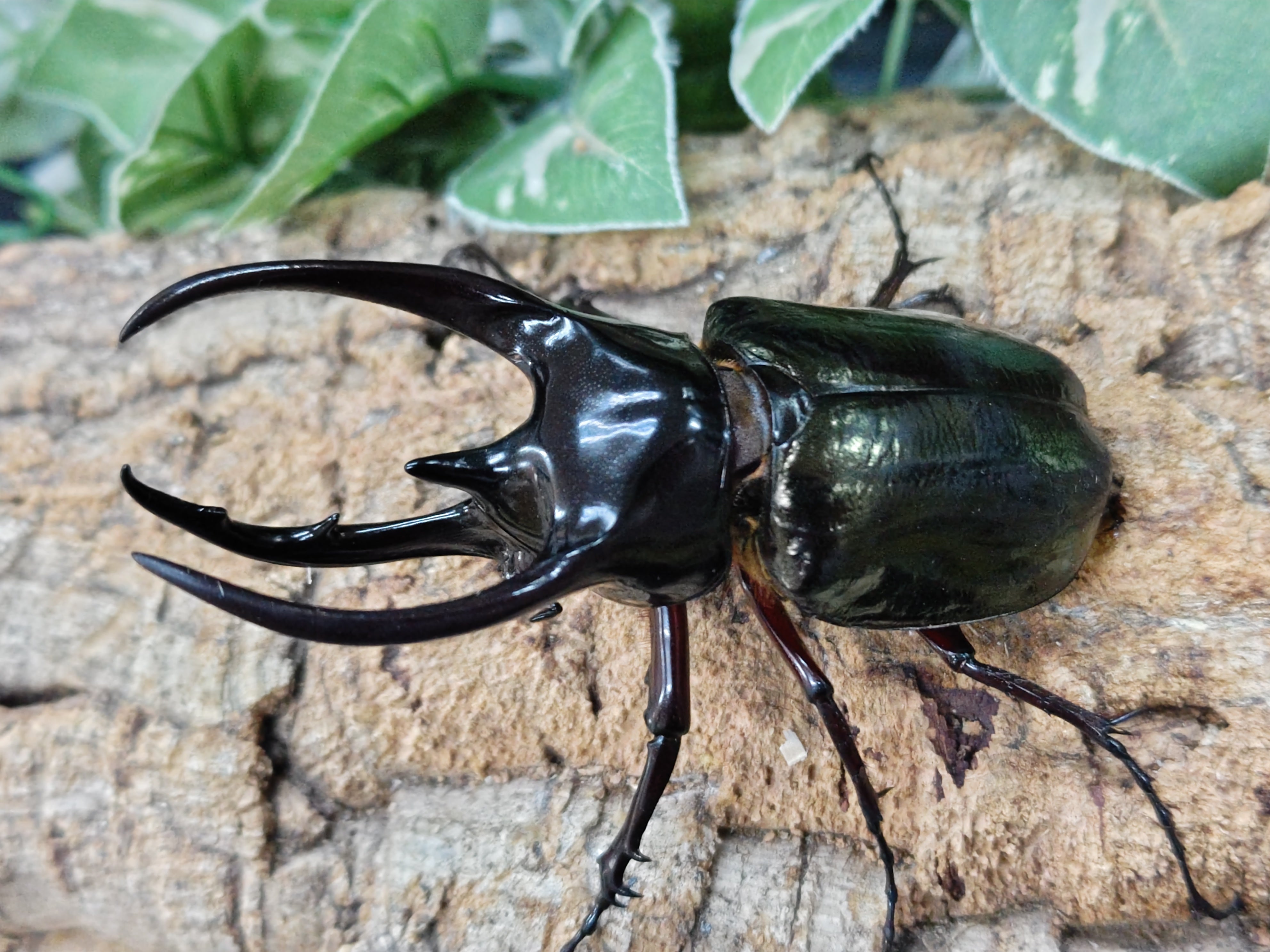 2024.3.16.新入荷!! – クワガタムシ・カブトムシ昆虫専門店COLORS