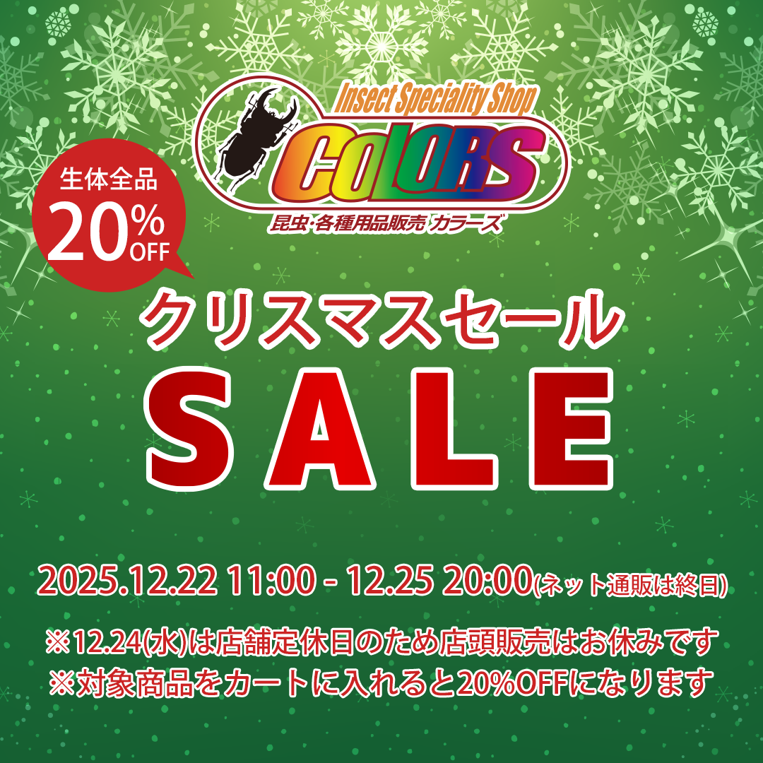 終了しました】【昆虫生体20%OFF】店頭＆ネット通販クリスマスセールの
