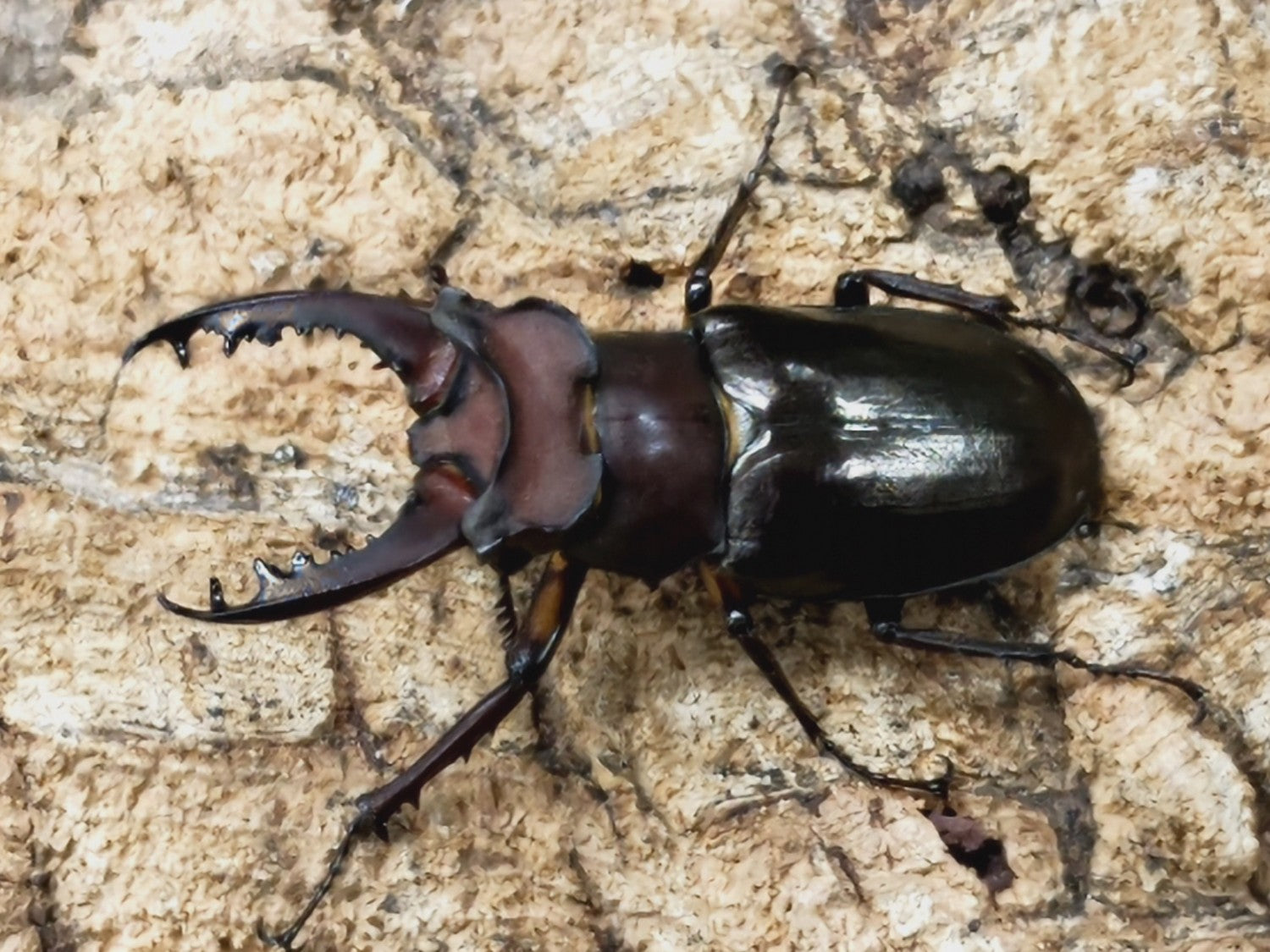 アマミミヤマクワガタ – クワガタムシ・カブトムシ昆虫専門店COLORS