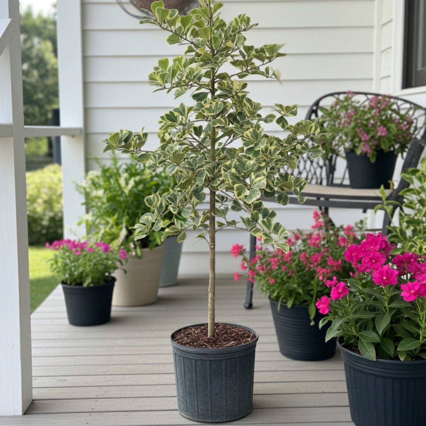 Buy Ficus Triangularis Tree Like Form Single Trunk, Multi Branch
