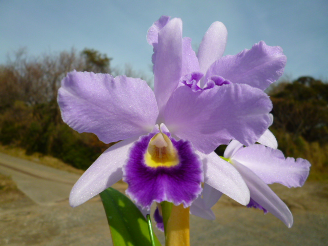 おすすめ品！！ - オーキッドバレーミウラ