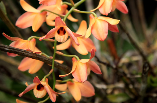 ミャンマーの野生ラン Wild orchids in myanmar