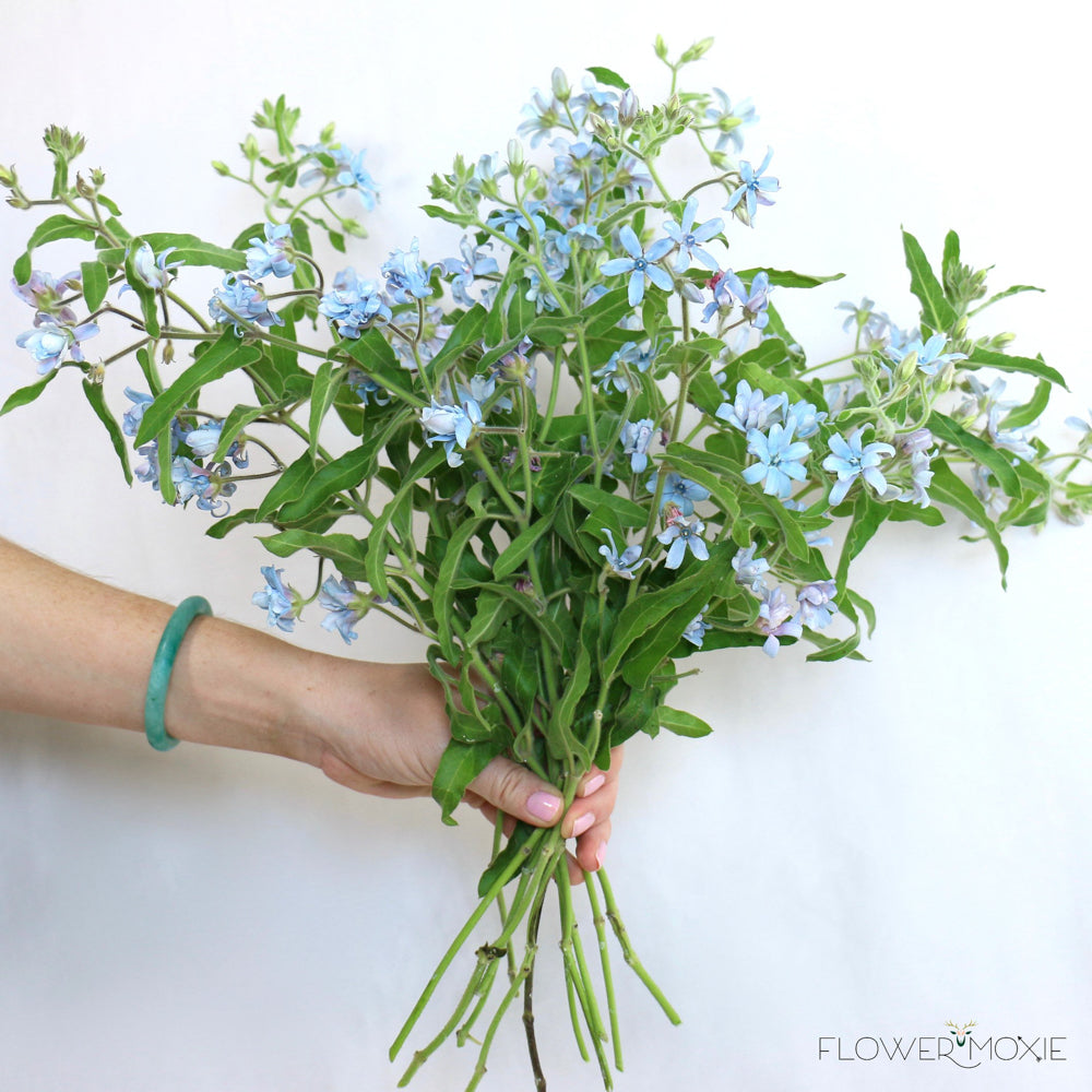 Blue Tweedia Flower | DIY Wedding Flowers | Flower Moxie
