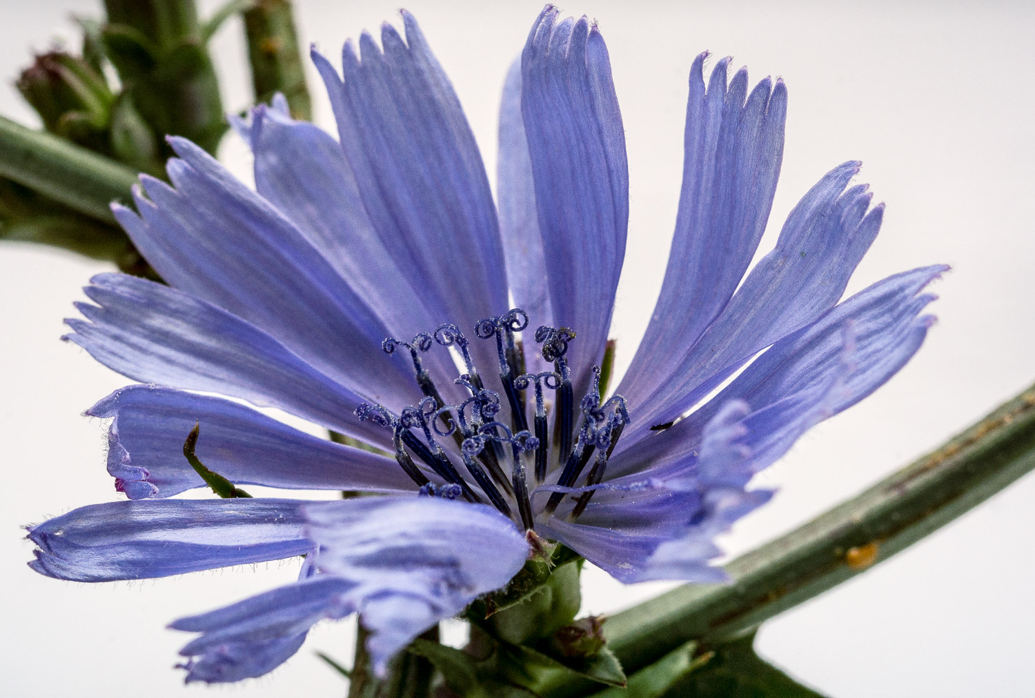 Minolta MD 100mm/F4 macro (version MD III)