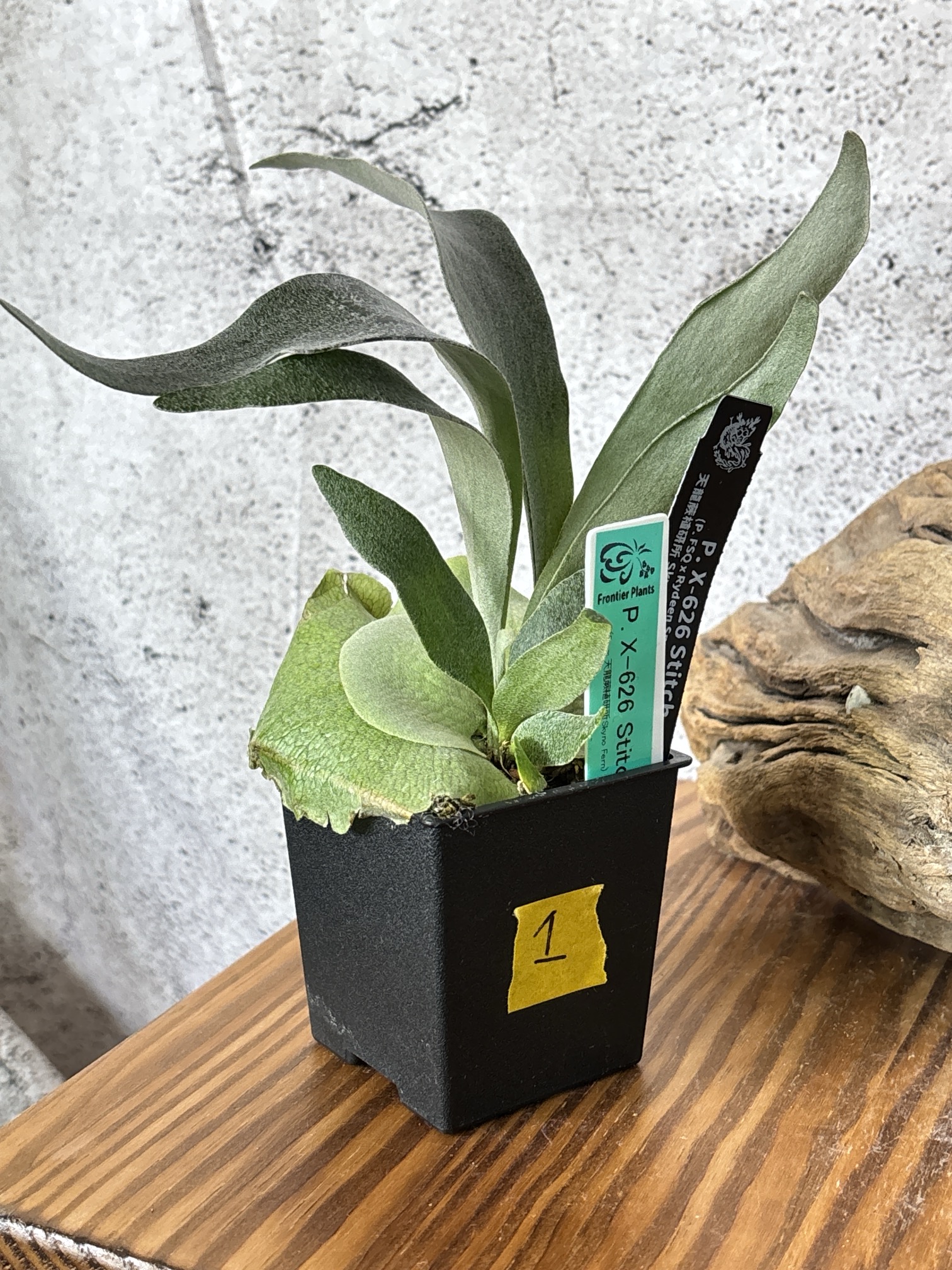 Frontier Plants】5月24日販売予定のビカクシダの価格と画像を紹介