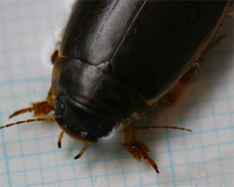 エゾヒラタヒメゲンゴロウ