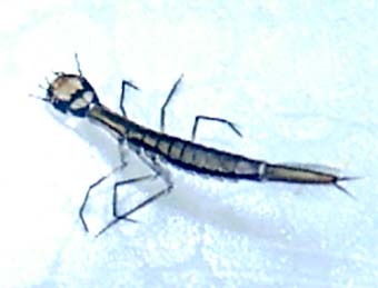 カラフトマルガタゲンゴロウ