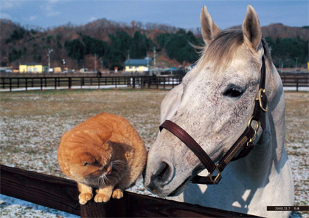 内藤律子写真集『白の時間 —名馬オグリキャップ・引退後二十年の日々