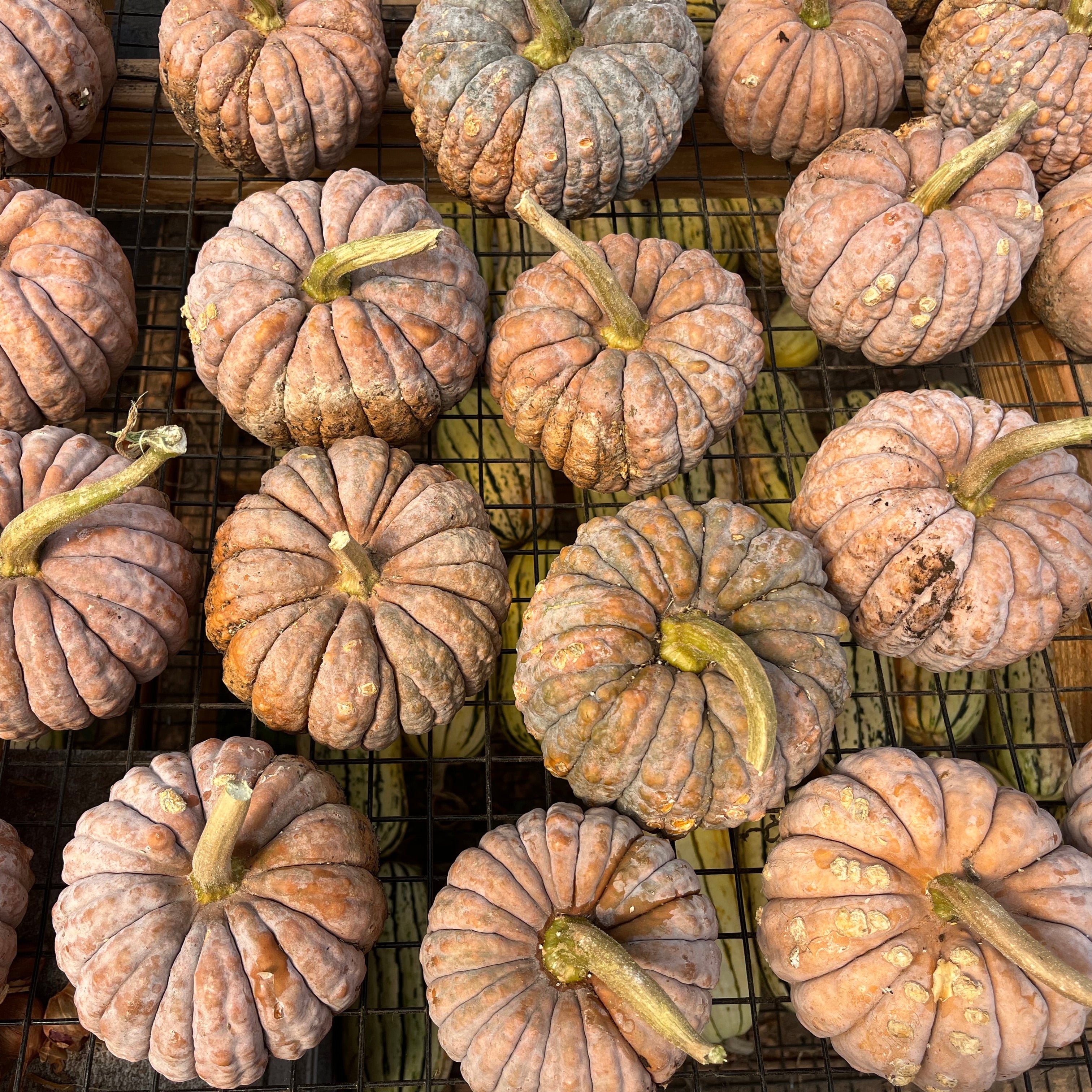 Black Futsu Squash | Hudson Valley Seed Company