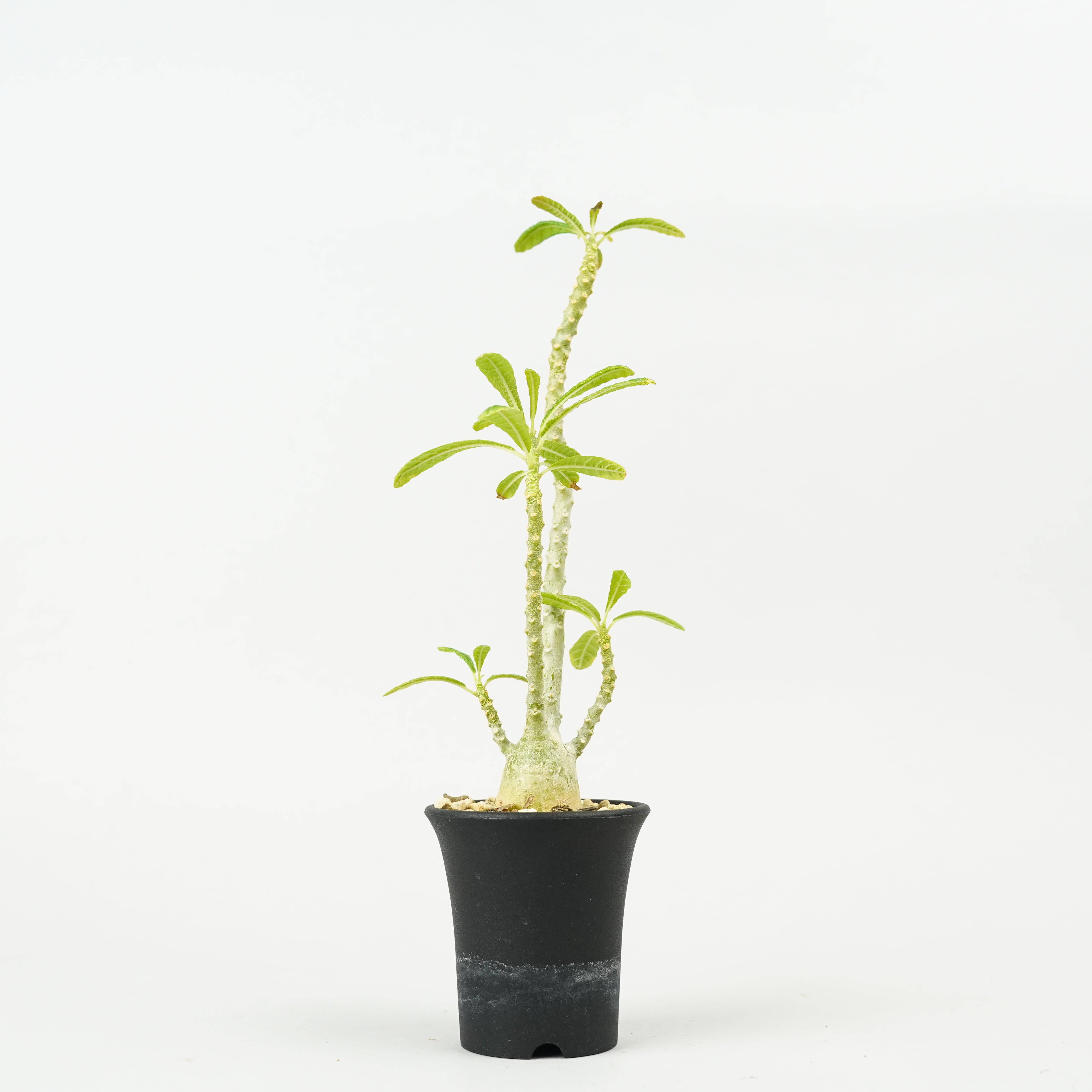 HACHI-8公式】ドルステニア・ギガス「Dorstenia gigas」/DL0195 – Hachi-8