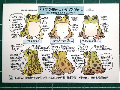 日本のカエル図鑑展 - カエルグッズの雑貨屋ひより。