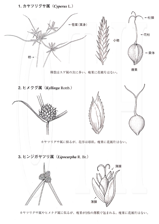 カヤツリグサ科Cyperaceae