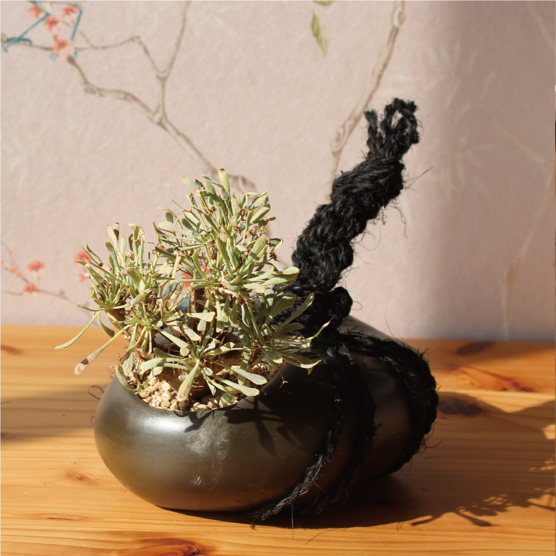 Special Edition】tomeishi+オトンナ ユーフォルビオイデス – izo Japan