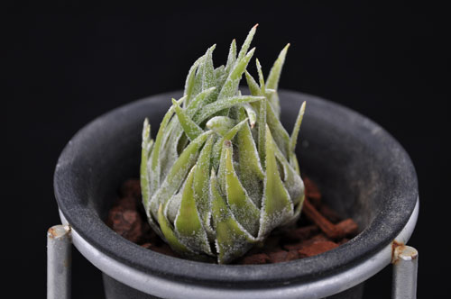 Tillandsia sprengeliana
