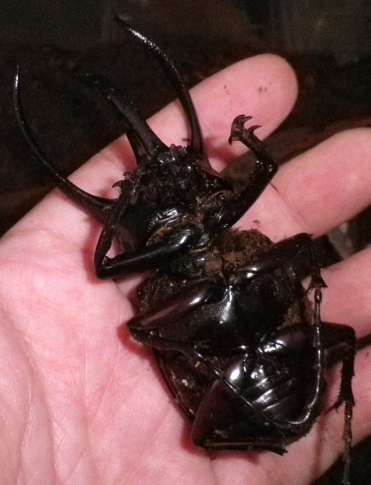 コーカサスオオカブト10 | 萌萌虫雑記帳