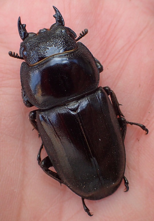 ミンダナオヒラタクワガタ | 萌萌虫雑記帳