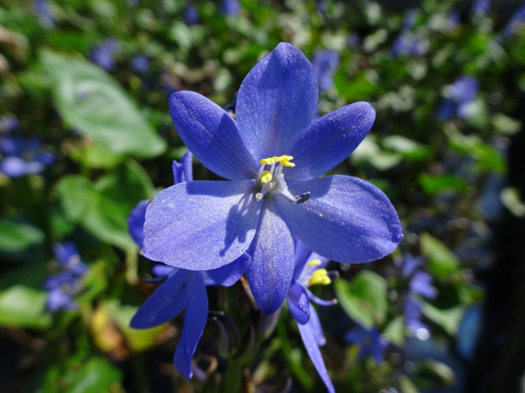 版画ヴィギュド青い基調の青い花々106/200