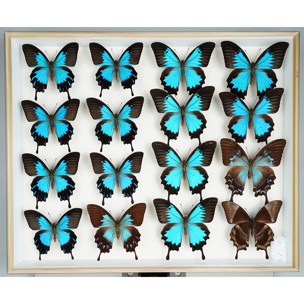 九大博物館 | オオルリアゲハ （アゲハチョウ科、オオルリアゲハ群