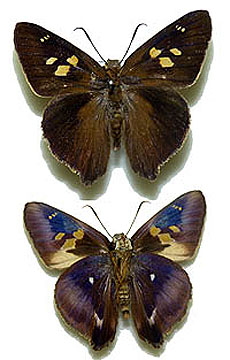 テツイロビロウドセセリ