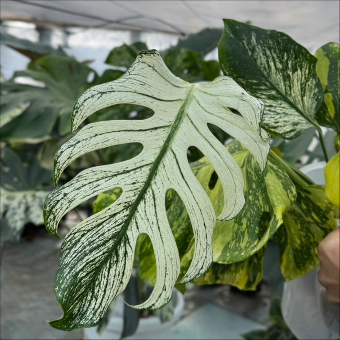 モンステラ – JolieNursery