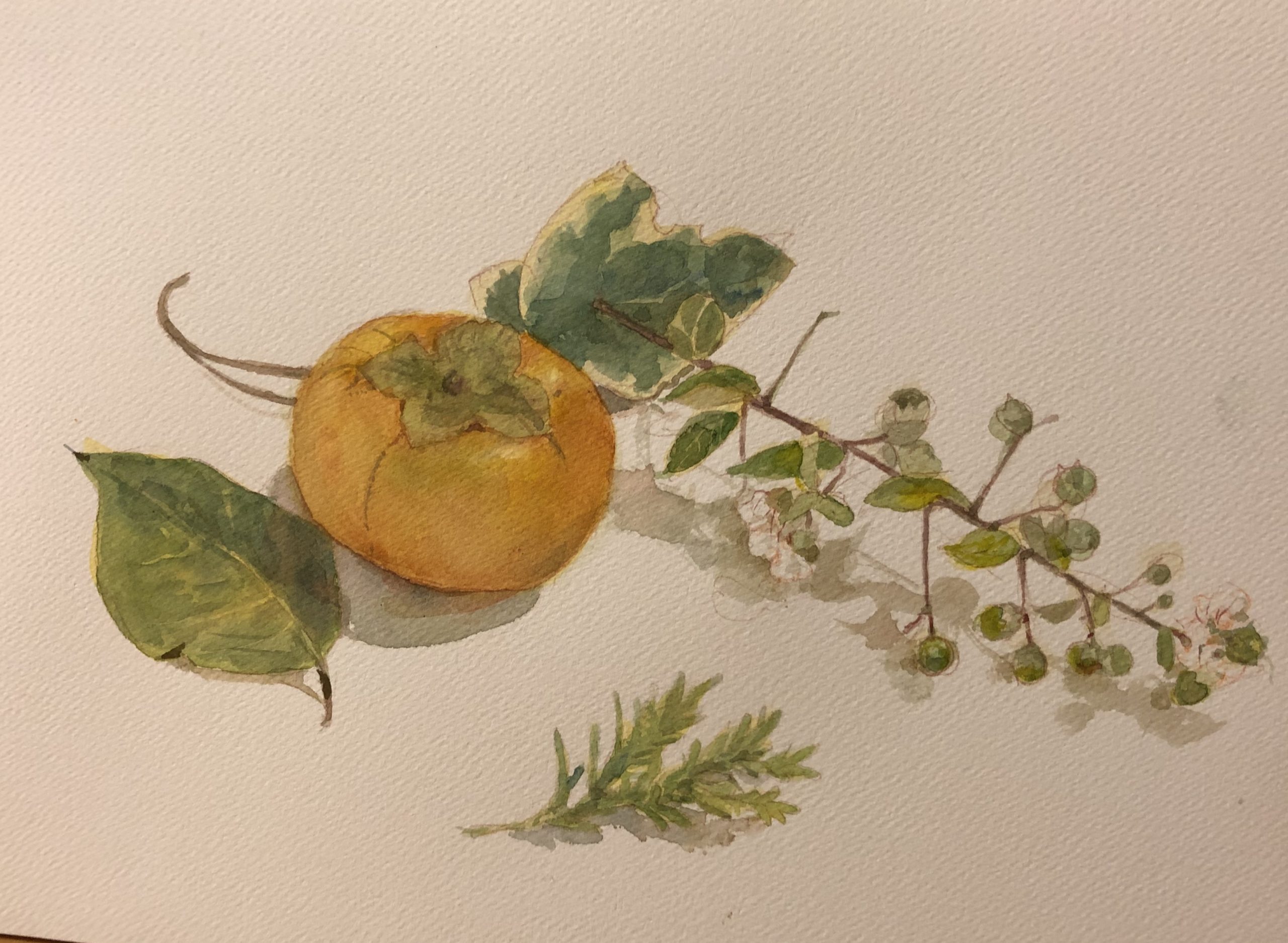 秋の味覚、柿を描いてみた！ | 枯葉庭園-透明水彩・画材ブログ