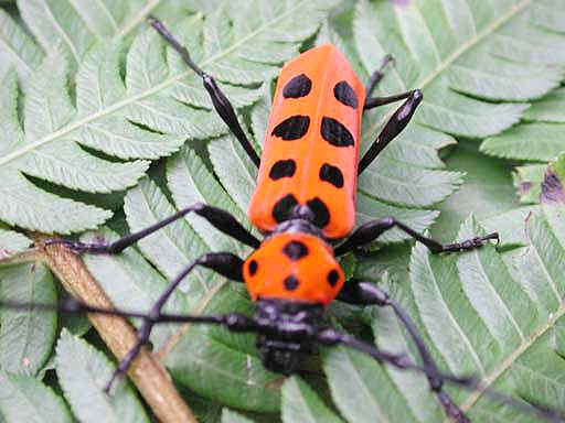 カミキリムシ（日本産カミキリ970種写真公開）