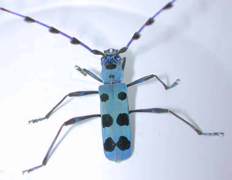 カミキリムシ（日本産カミキリ970種写真公開）