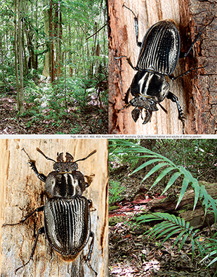The Stag Beetles of Australia, New Zealand, New Caledonia and Fiji
