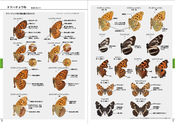 完本 北海道蝶類図鑑