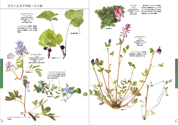 完本 北海道蝶類図鑑